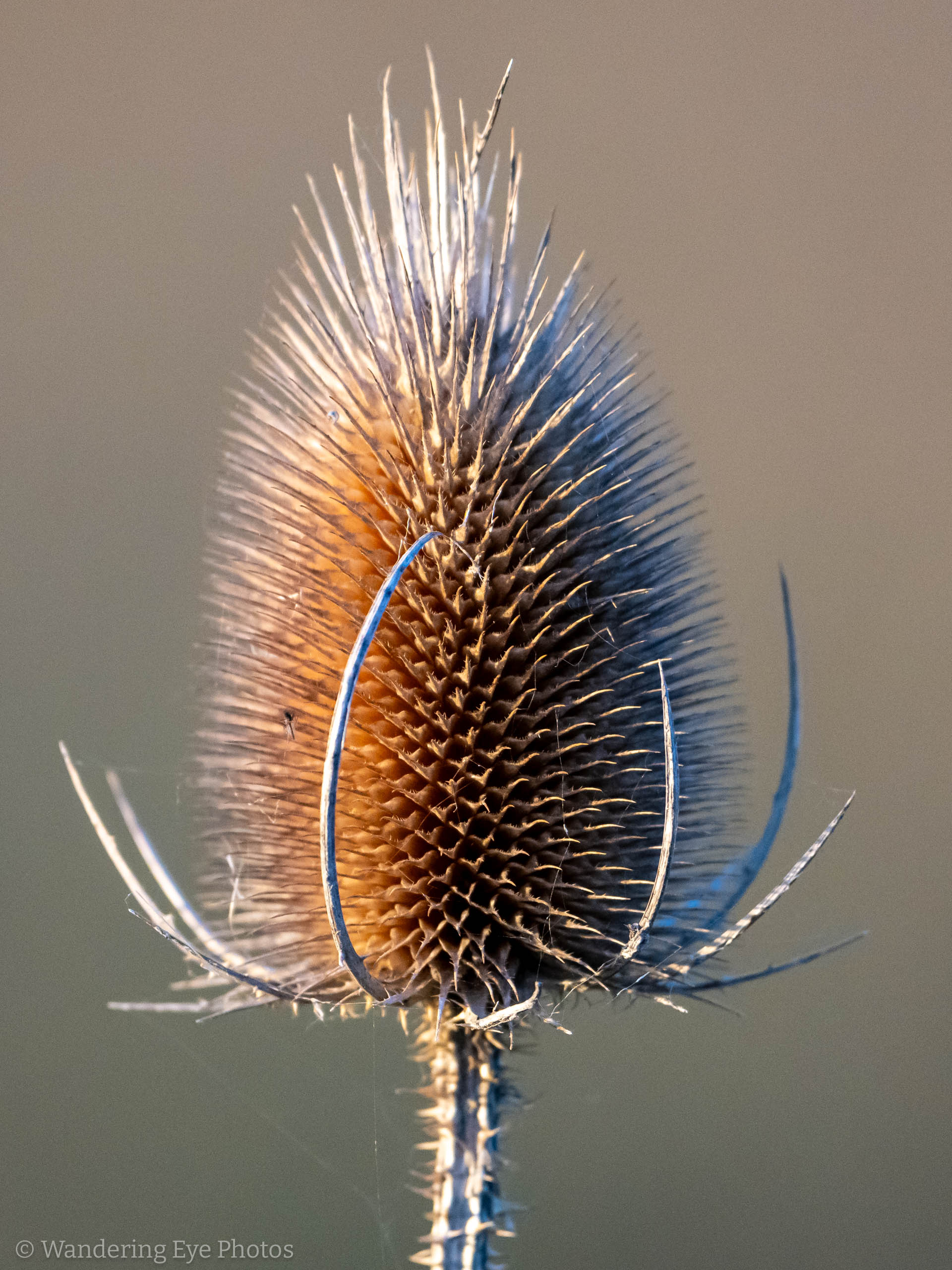 11.24 08.03.57   DSC00779